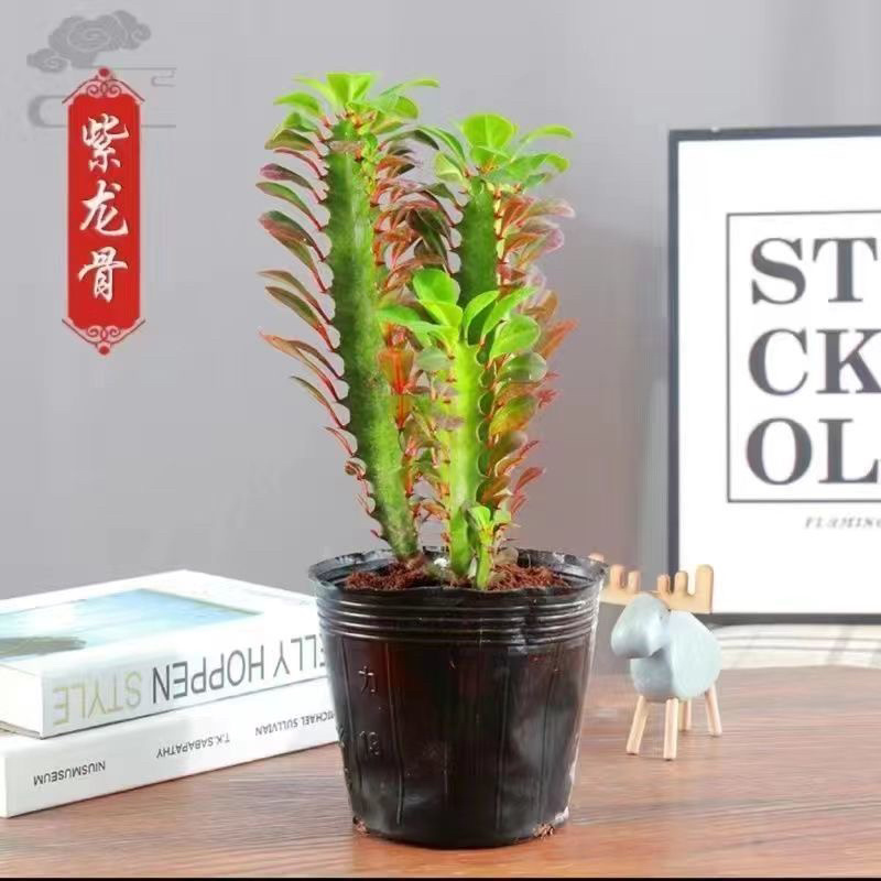 多肉植物玉麒麟盆栽花卉仙人掌麒麟掌观赏盆栽室内净化空气