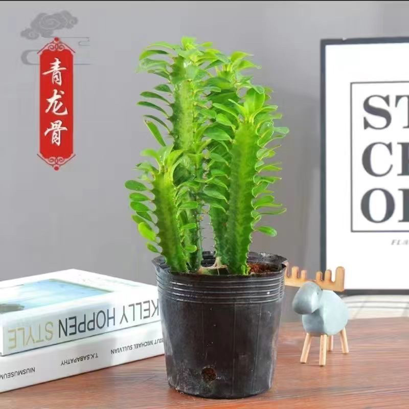 多肉植物玉麒麟盆栽花卉仙人掌麒麟掌观赏盆栽室内净化空气