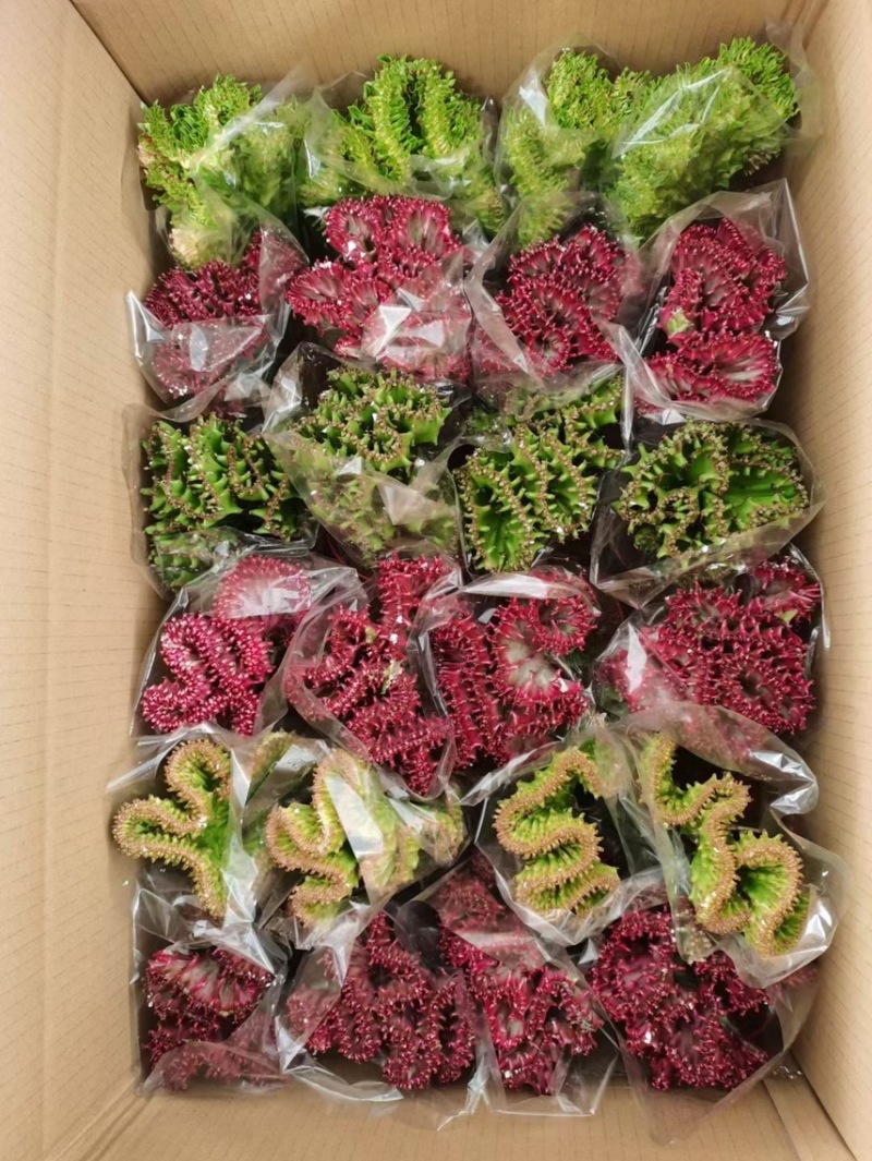 多肉植物玉麒麟盆栽花卉仙人掌麒麟掌观赏盆栽室内净化空气