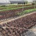 多肉植物玉麒麟盆栽花卉仙人掌麒麟掌观赏盆栽室内净化空气
