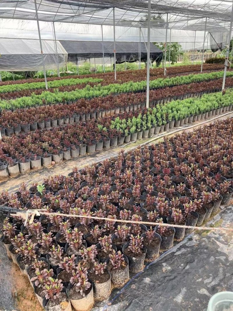多肉植物玉麒麟盆栽花卉仙人掌麒麟掌观赏盆栽室内净化空气