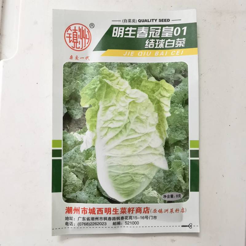 明生菜籽大白菜春冠结球白菜种子杂交一代耐寒