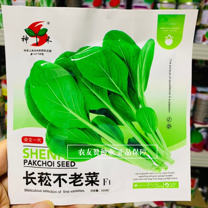 一代杂交青梗菜种子长菘不老菜种子结合鸡毛菜和菜心优点