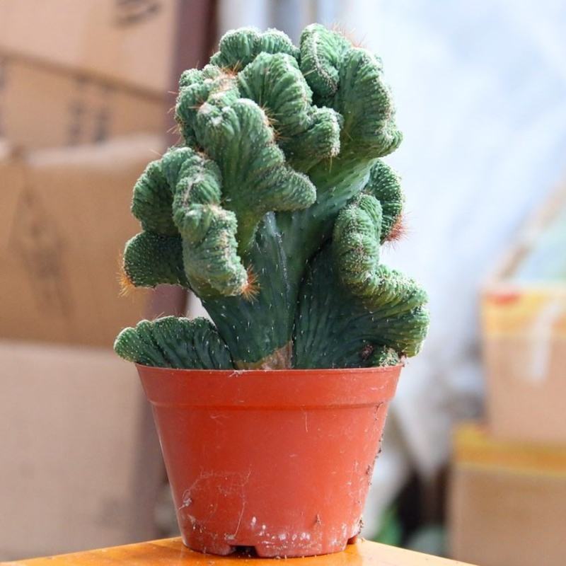 多肉植物玉麒麟盆栽花卉仙人掌麒麟掌观赏盆栽室内净化空气