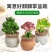 多肉植物玉麒麟盆栽花卉仙人掌麒麟掌观赏盆栽室内净化空气