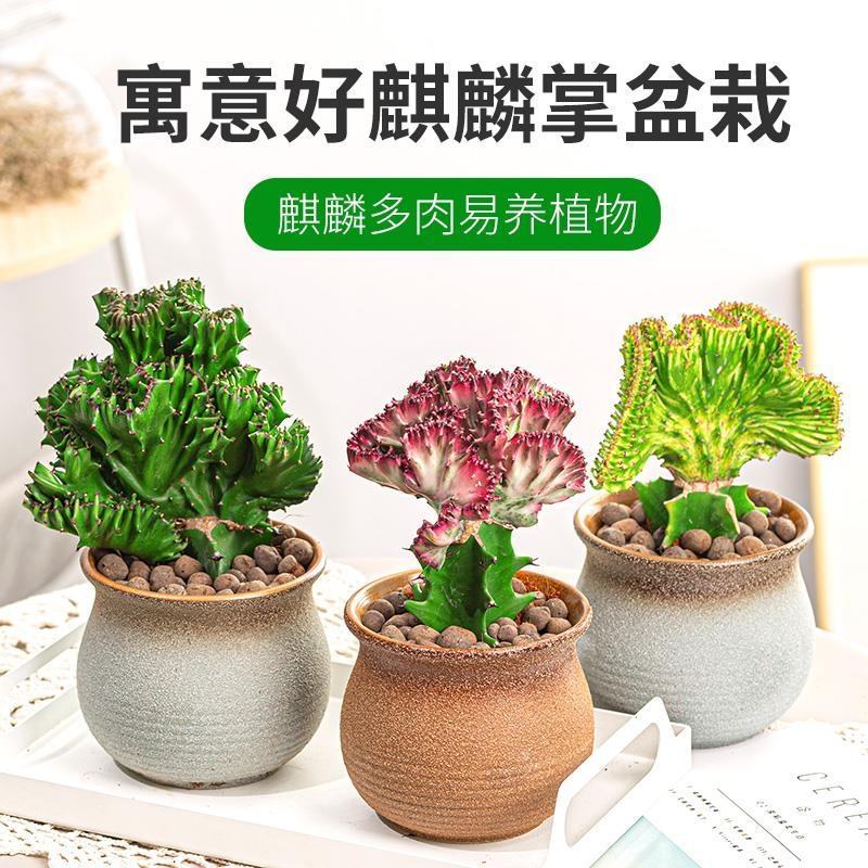 多肉植物玉麒麟盆栽花卉仙人掌麒麟掌观赏盆栽室内净化空气