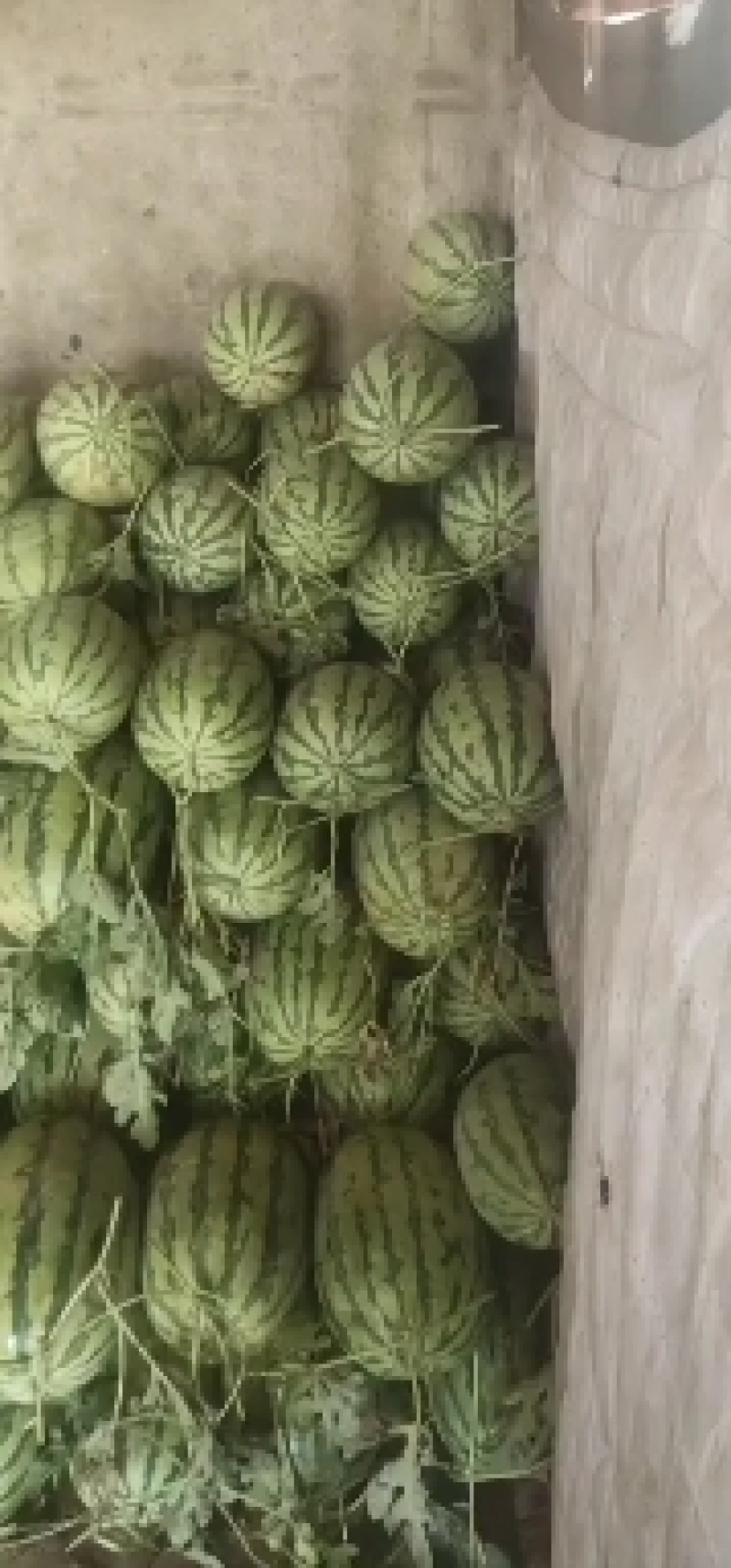 沙土地西瓜
