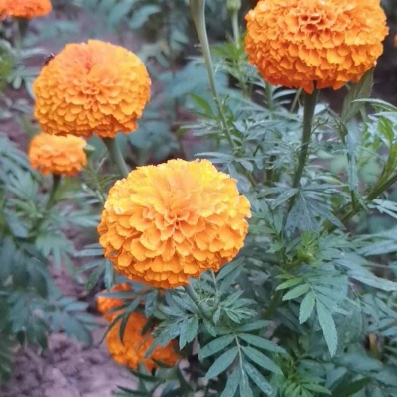 万寿菊大量上市，价格优惠，产地直销，有要的老板联系我哦！