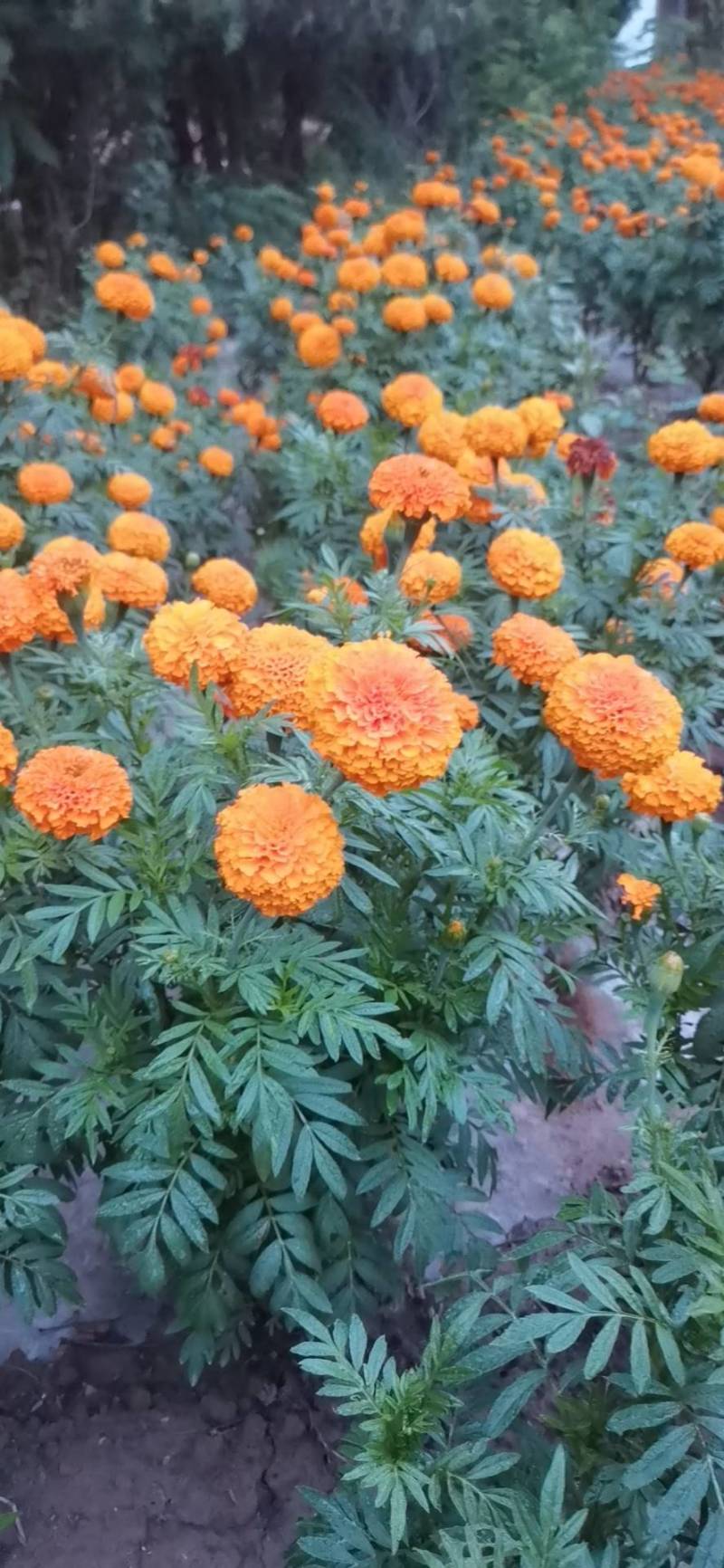 万寿菊大量上市，价格优惠，产地直销，有要的老板联系我哦！