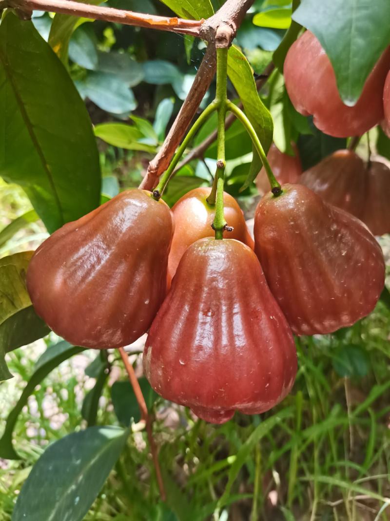 广西壮族自治区钦州市灵山县：黑糖芭比莲雾果