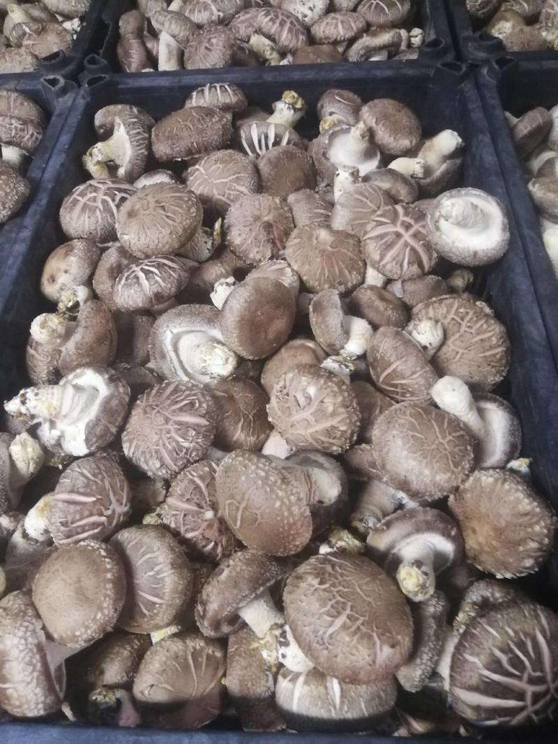 高原白面菇香菇甘肃天祝藏族自治县鲜香菇，花菇！大量供