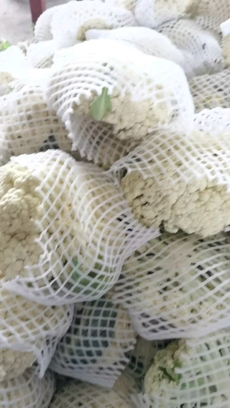精品青梗白面有机花菜，花白根平无黑点，价格合理，全国代发