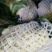 精品青梗白面有机花菜,花白根平无黑点,价格合理,全国代发