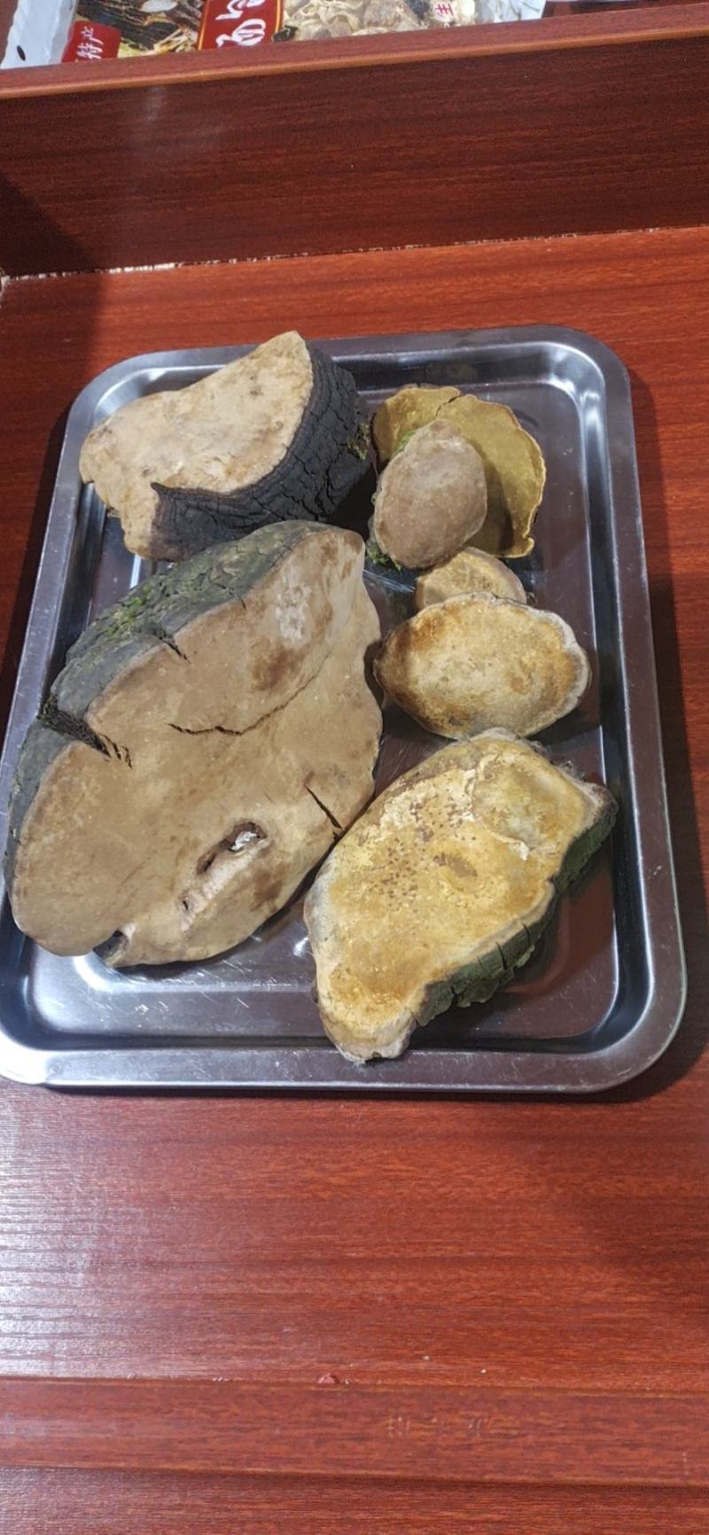 野生桑黄................
