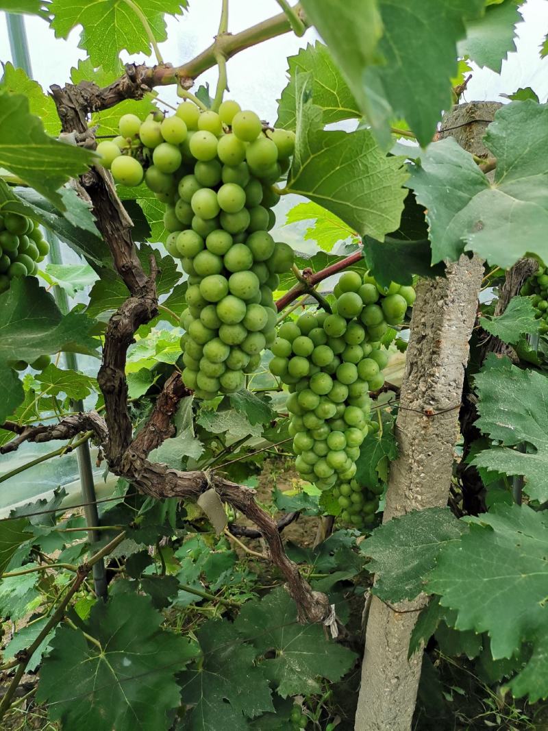 巨峰葡萄，灌口厂专用果