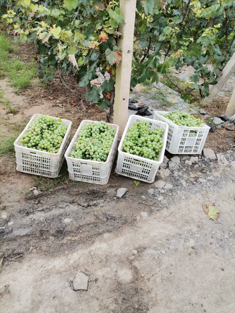 巨峰葡萄，灌口厂专用果