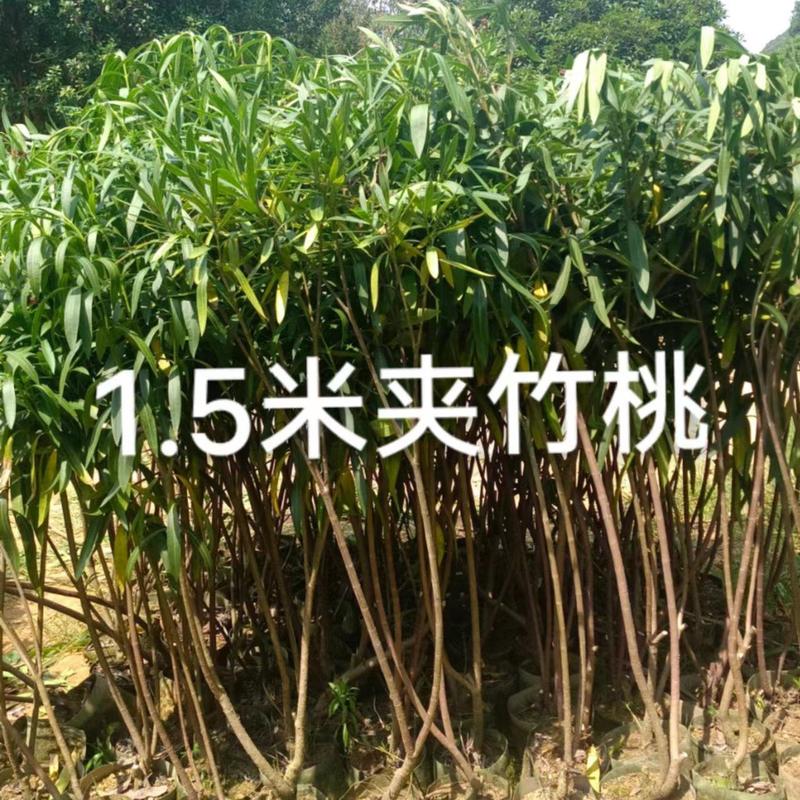 夹竹桃苗1米、1.2米、1.5米、2米高。货源充足