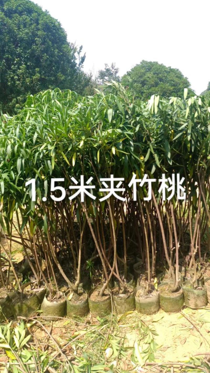 夹竹桃苗1米、1.2米、1.5米、2米高。货源充足