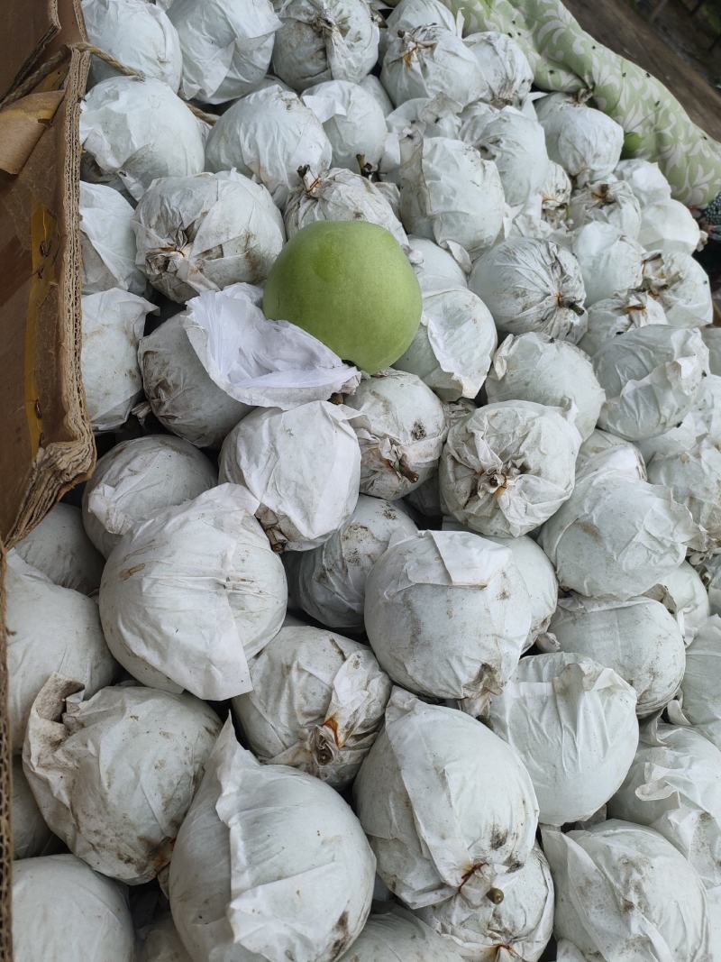 青皮绿宝石梨大量上市中，有想法的老板们抓紧时间联系我