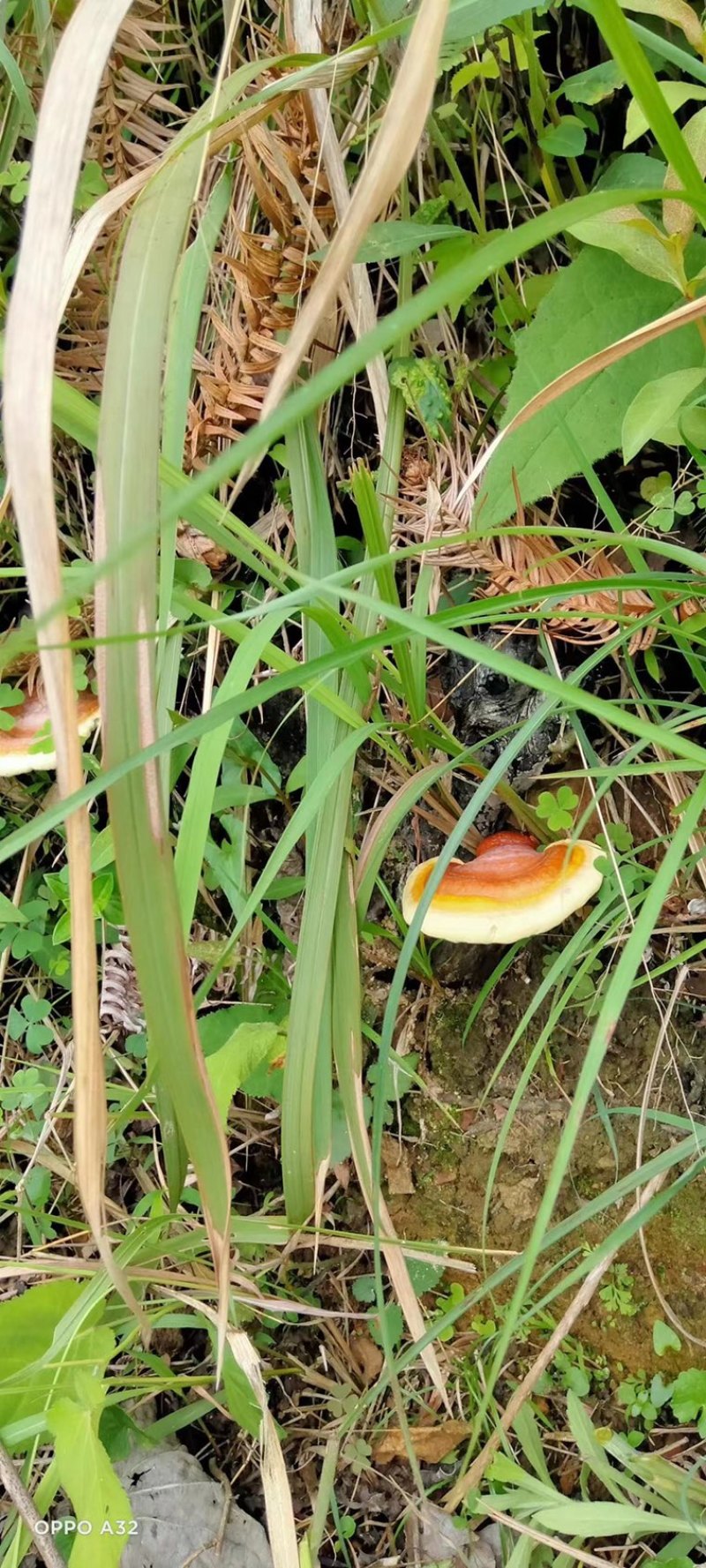 野生赤灵芝云南