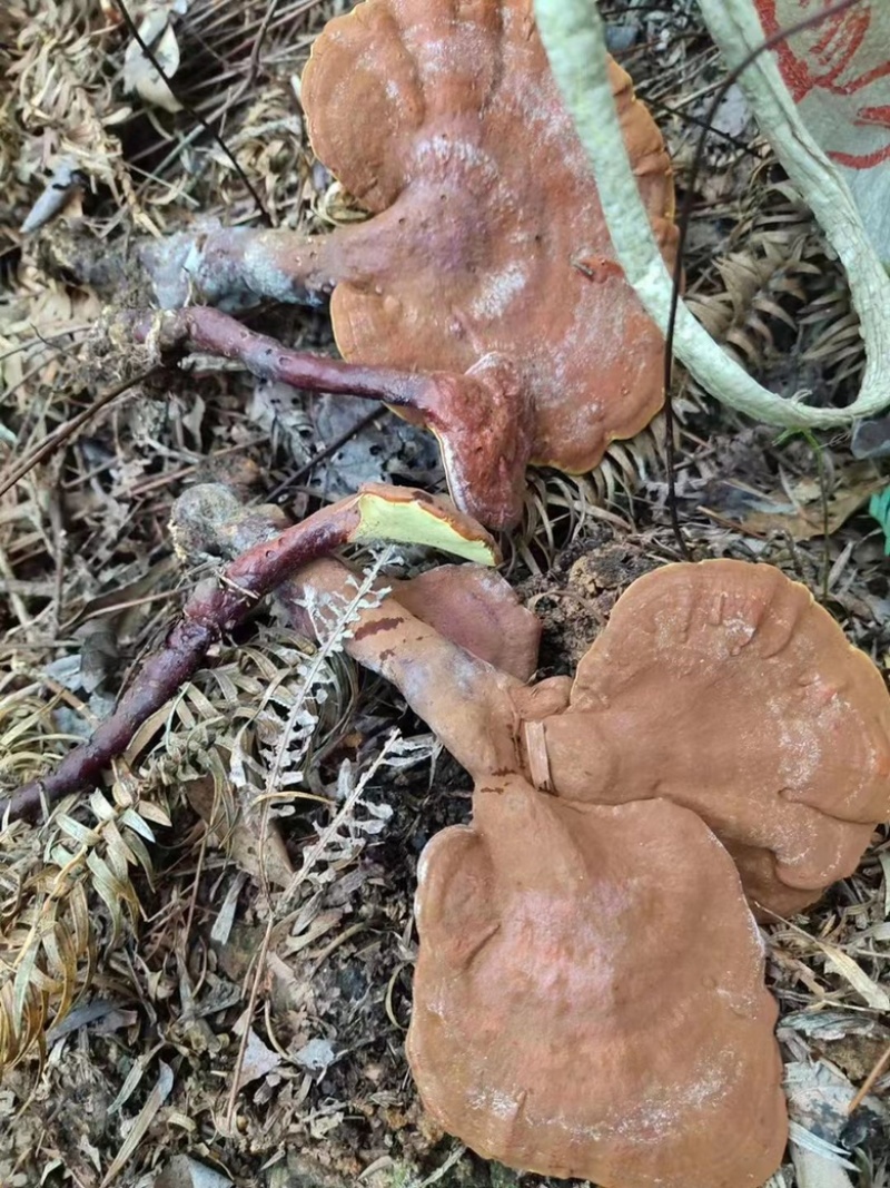 野生赤灵芝云南