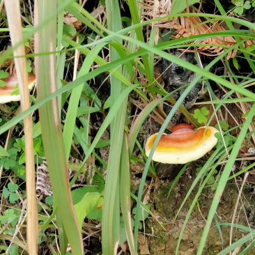 野生赤灵芝云南