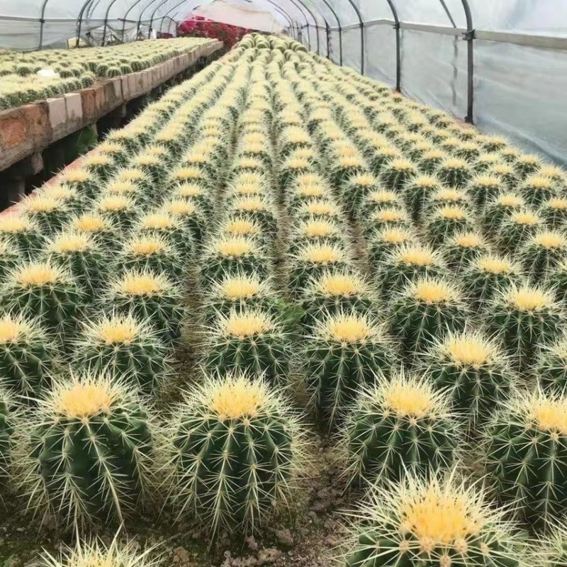 金虎仙人球多肉仙人球超大金琥办公室防辐射盆栽多肉植物花卉