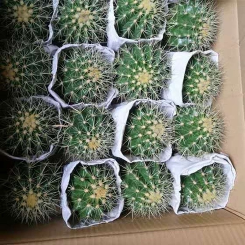 金虎仙人球多肉仙人球超大金琥办公室防辐射盆栽多肉植物花卉