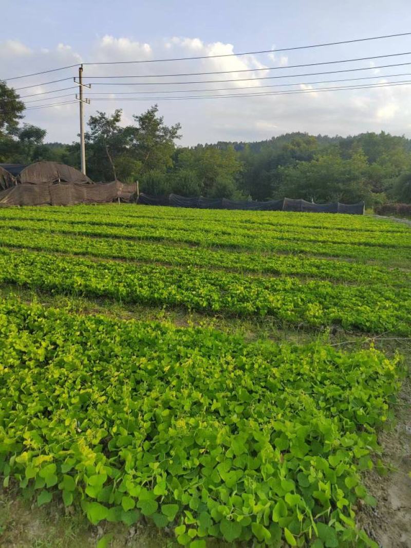 防己杯苗