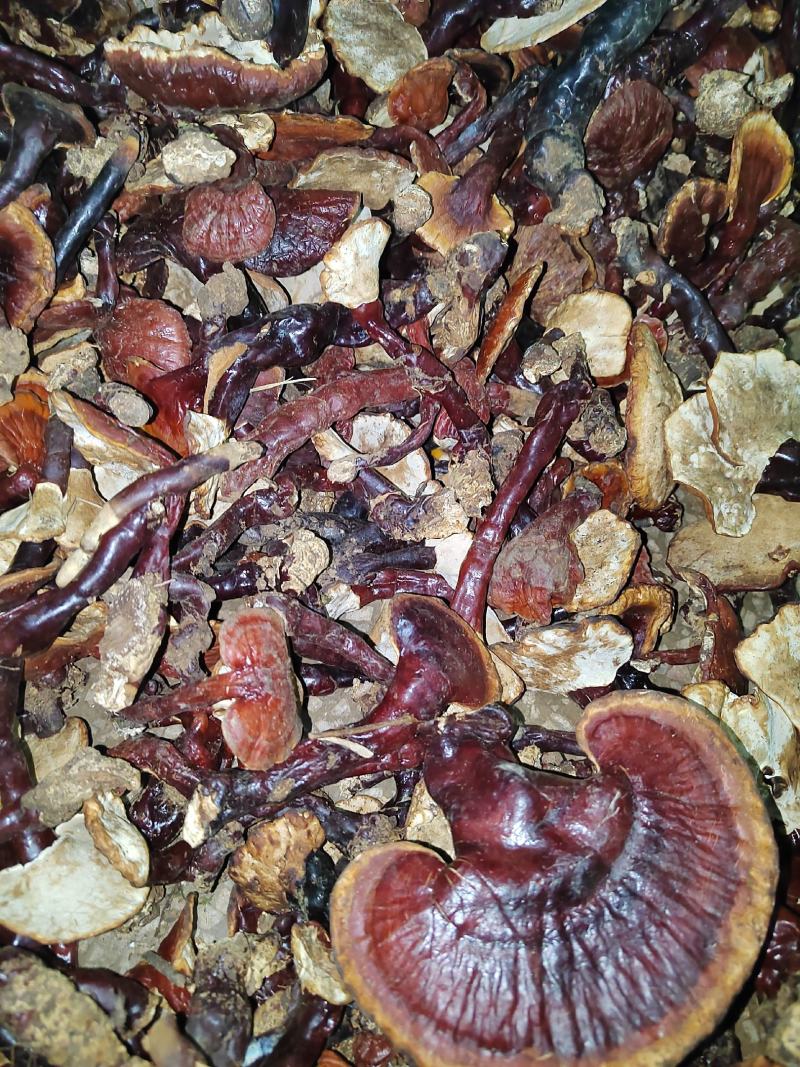 灵芝