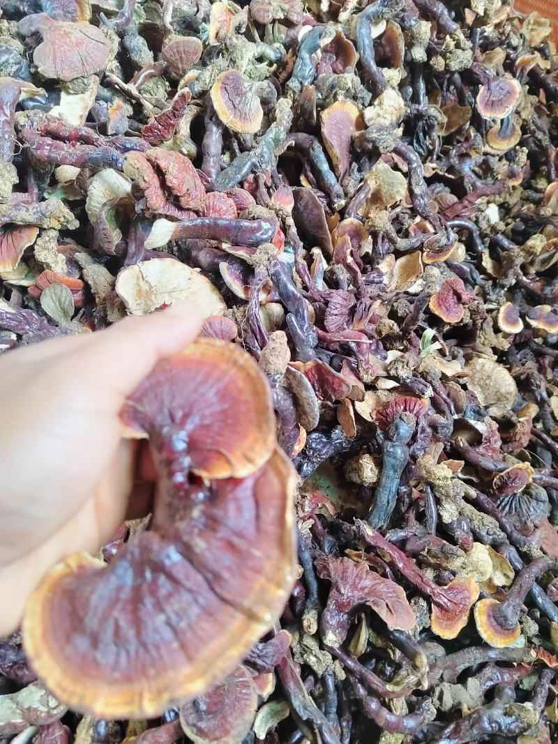 灵芝