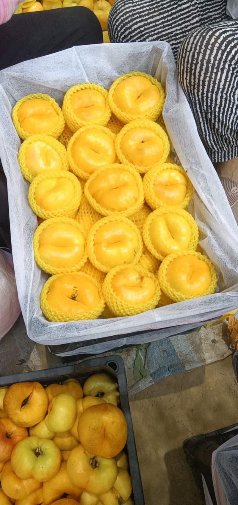 油蟠七上市中