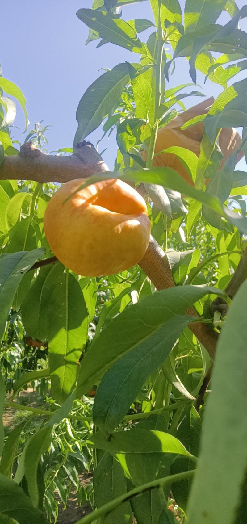 油蟠七上市中