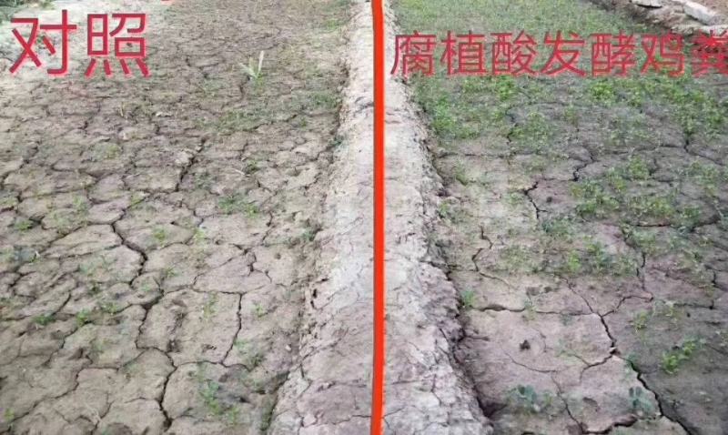 腐植酸发酵鸡粪、发酵鸡粪加菌有机肥料、纯鸡粪发酵肥