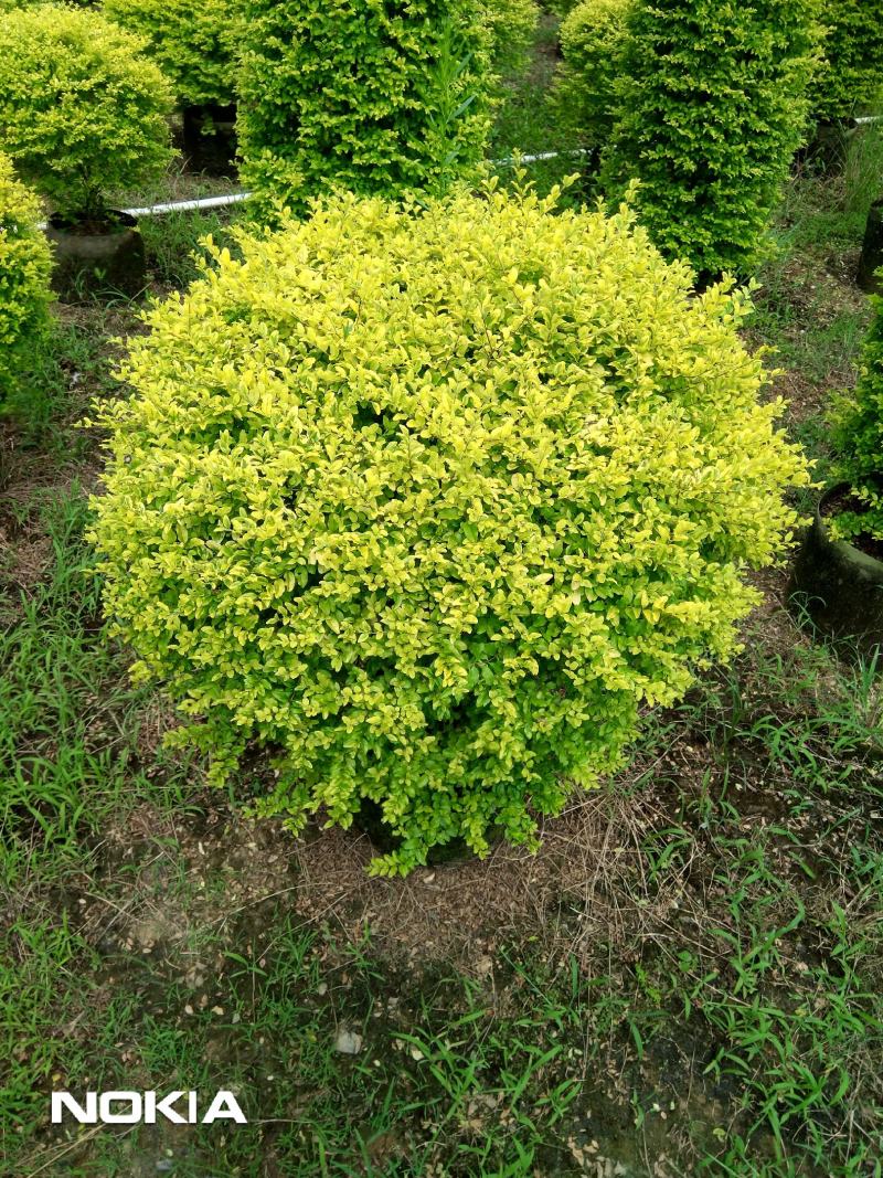 亮晶女贞。亮晶女贞球，场地直供。