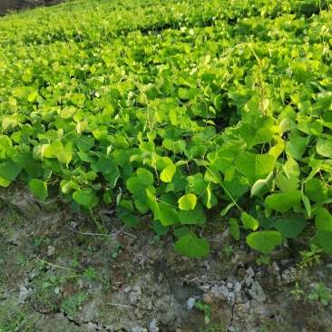防己杯苗