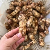 小金松茸................