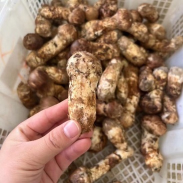 小金松茸................