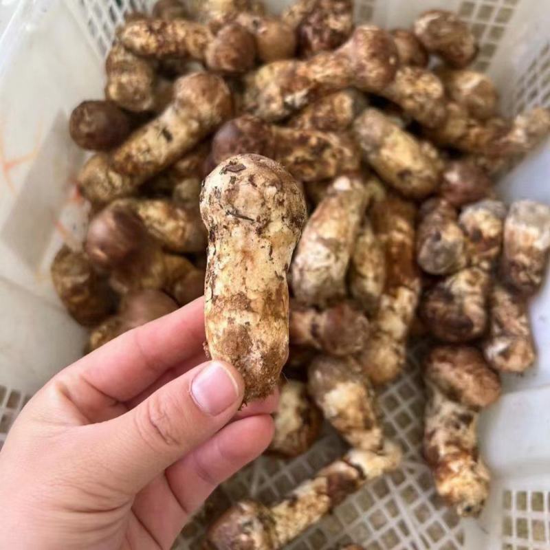 小金松茸................