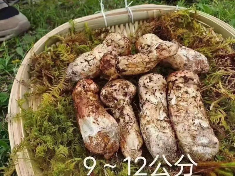小金松茸................