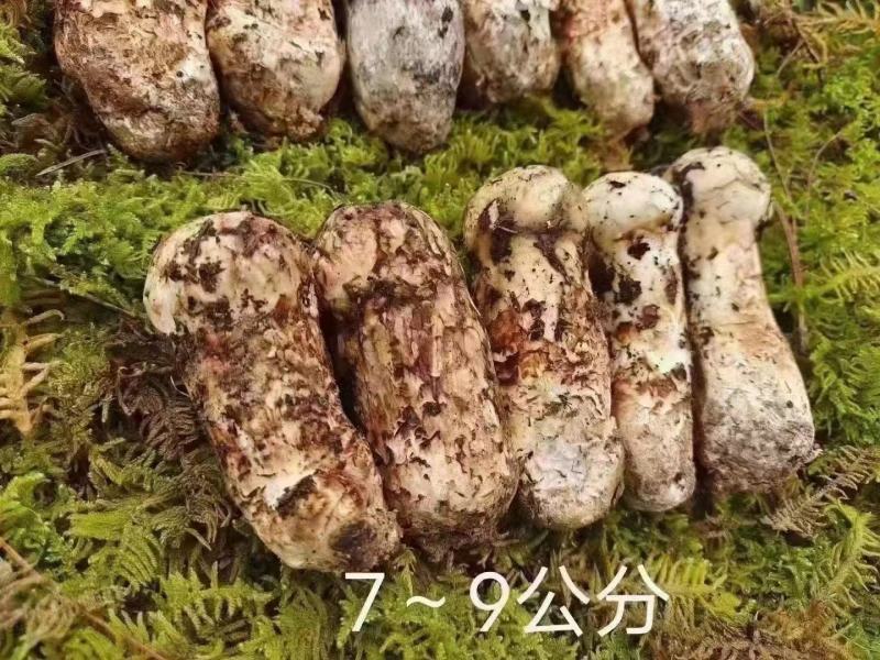 小金松茸................
