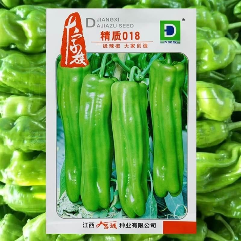 辣椒种子大家族种业精致018大果薄皮椒微辣中等抗病强辣椒