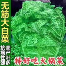 火锅白菜种子无筋火锅菜种子叶多麻叶大白菜种籽农家蔬菜
