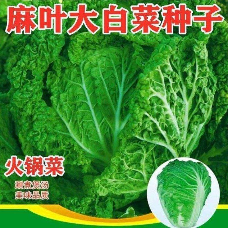 火锅白菜种子无筋火锅菜种子叶多麻叶大白菜种籽农家蔬菜