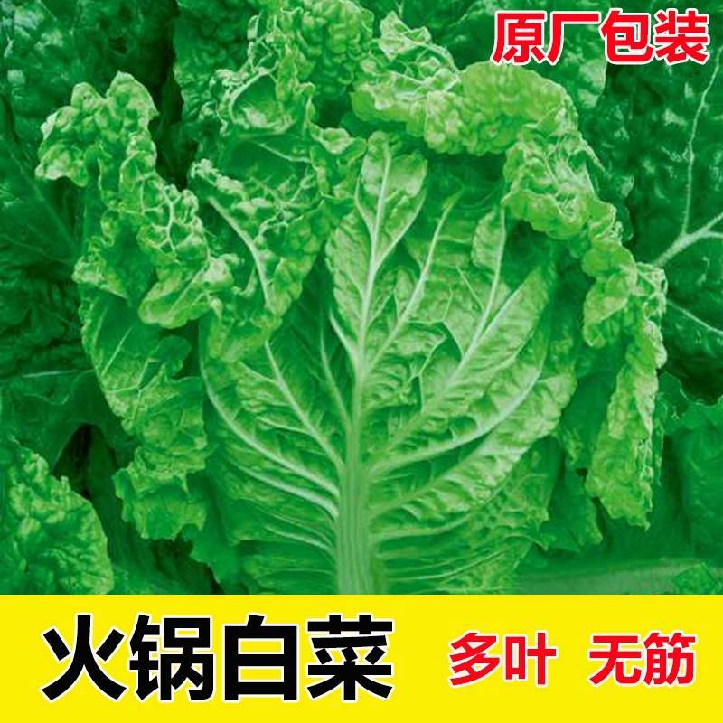 火锅白菜种子无筋火锅菜种子叶多麻叶大白菜种籽农家蔬菜