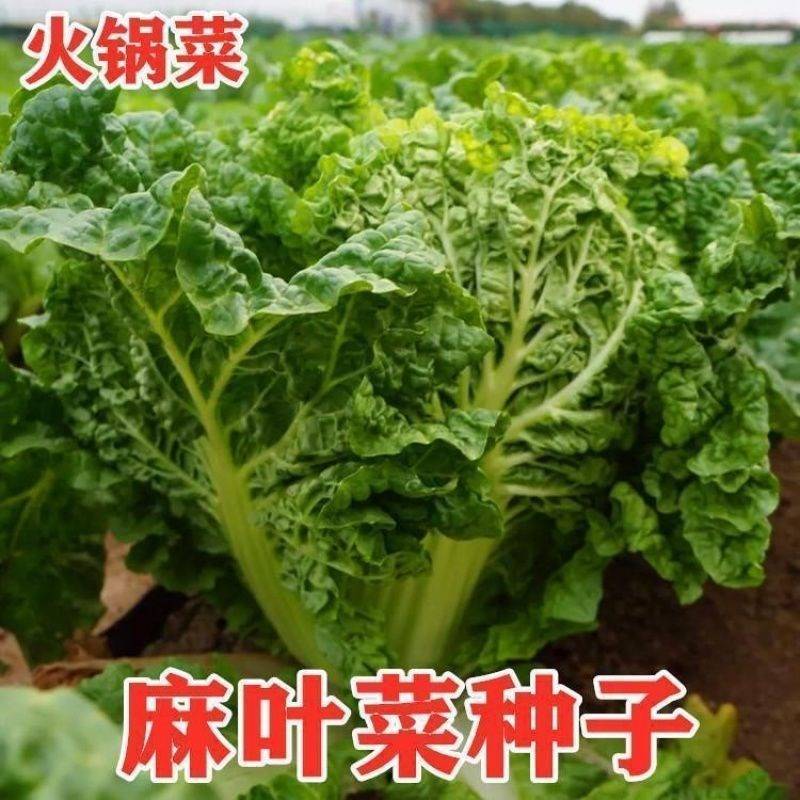 火锅白菜种子无筋火锅菜种子叶多麻叶大白菜种籽农家蔬菜