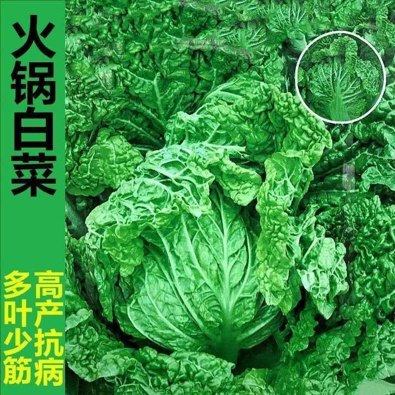 火锅白菜种子无筋火锅菜种子叶多麻叶大白菜种籽农家蔬菜