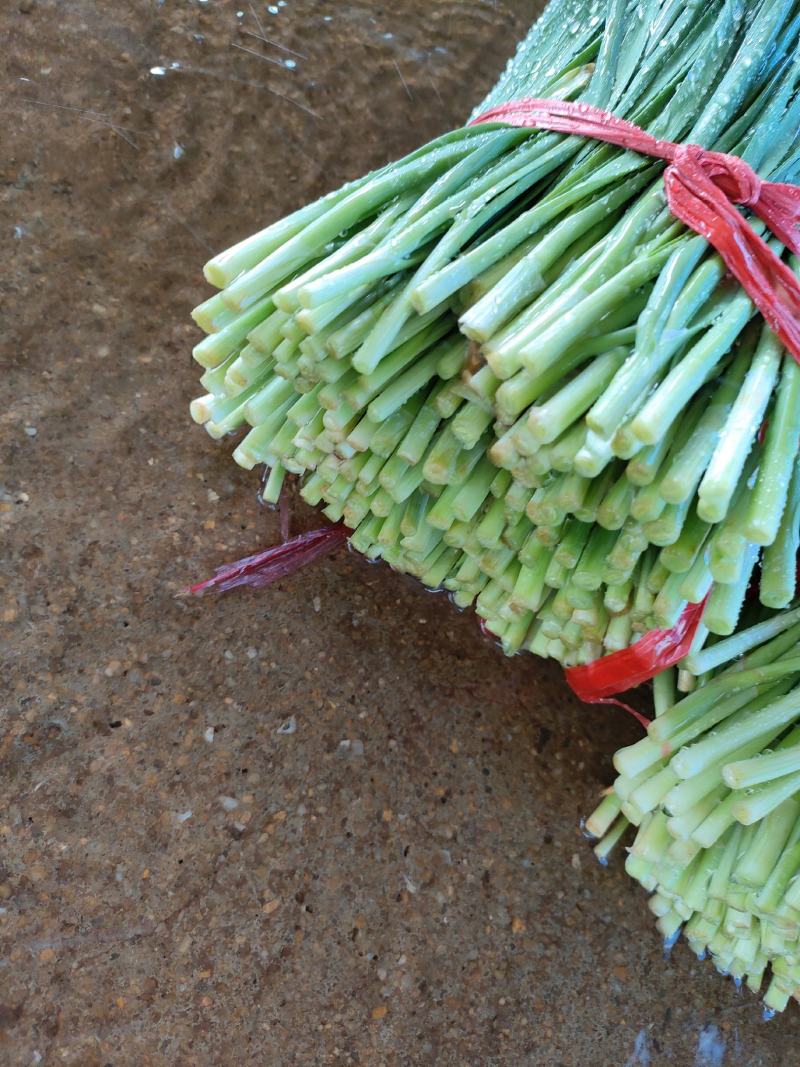 广东省徐闻县韭菜，粗细可选