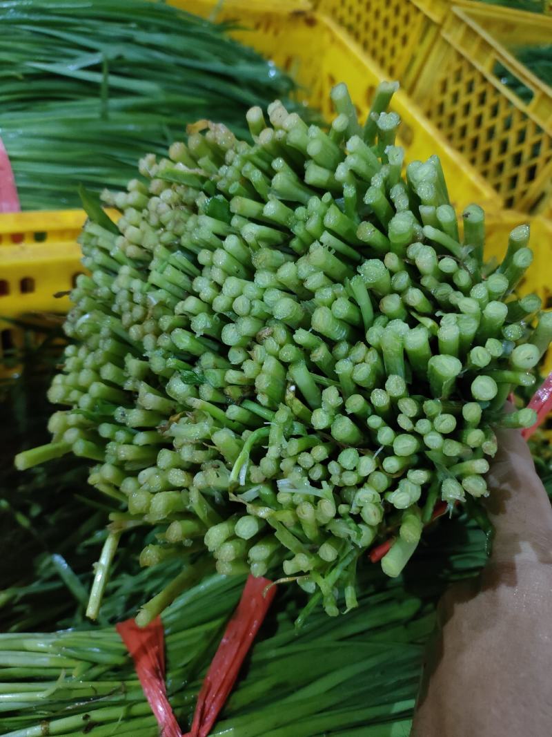 广东省徐闻县韭菜，粗细可选