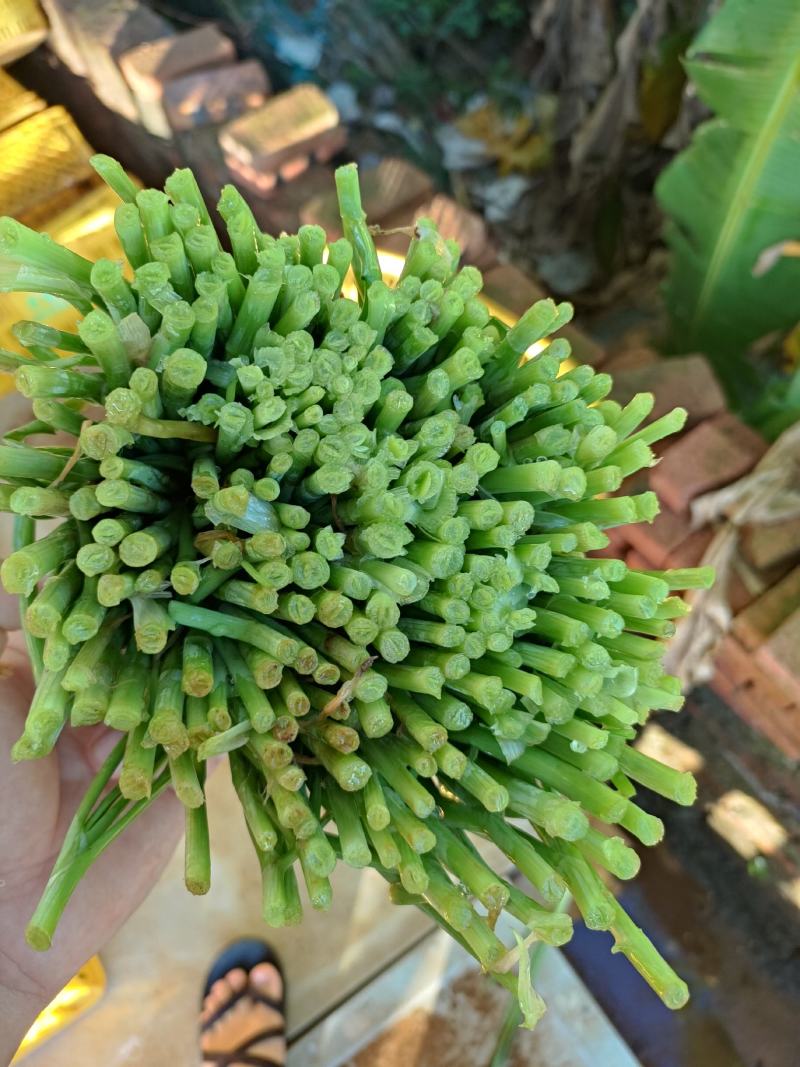 广东省徐闻县韭菜，粗细可选